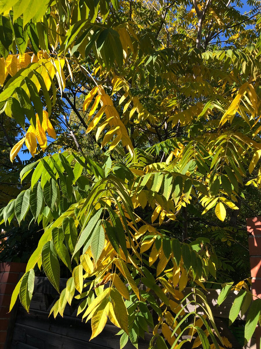 Маньчжурский орех в Ростове на Дону