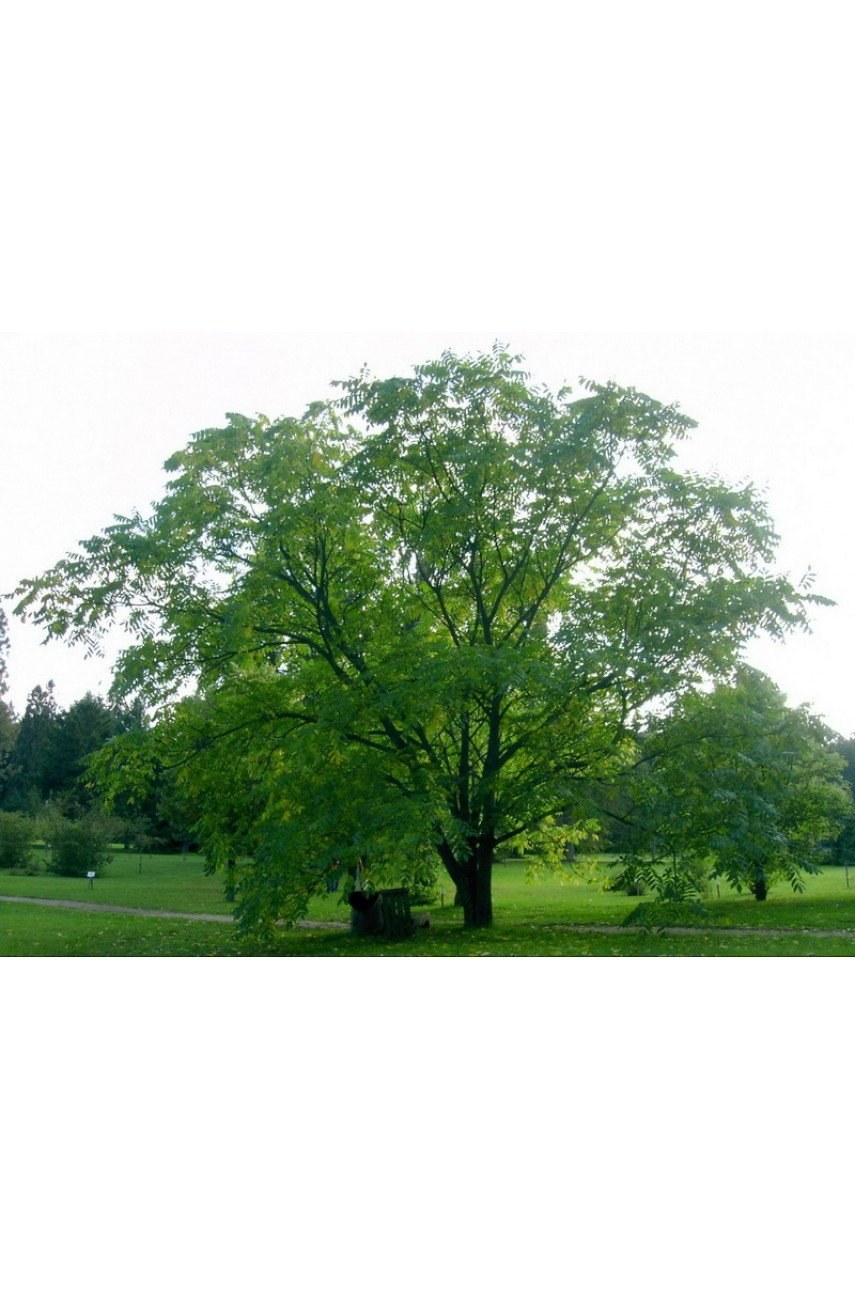 Маньчжурский орех дерево
