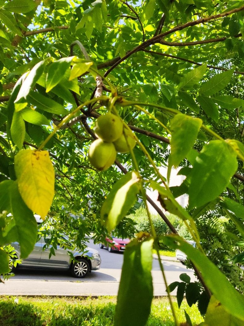 Маньчжурский орех аллея