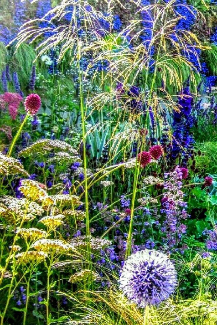 Луговик (щучка) Голдтау