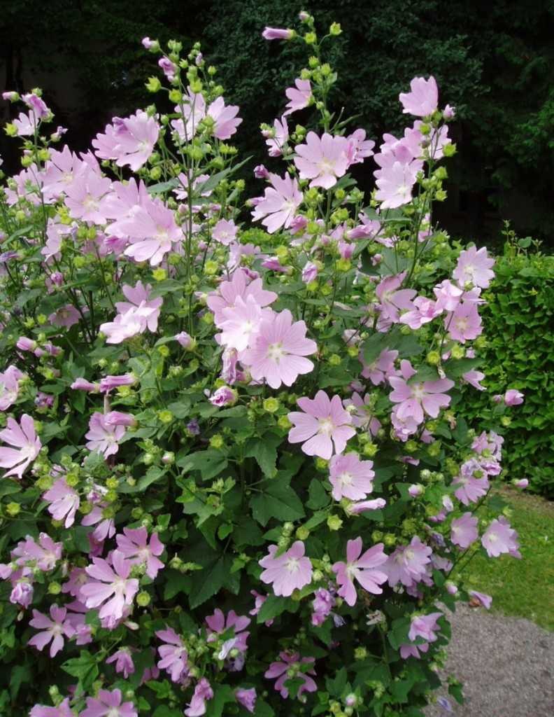 Цветок хатьма тюрингенская