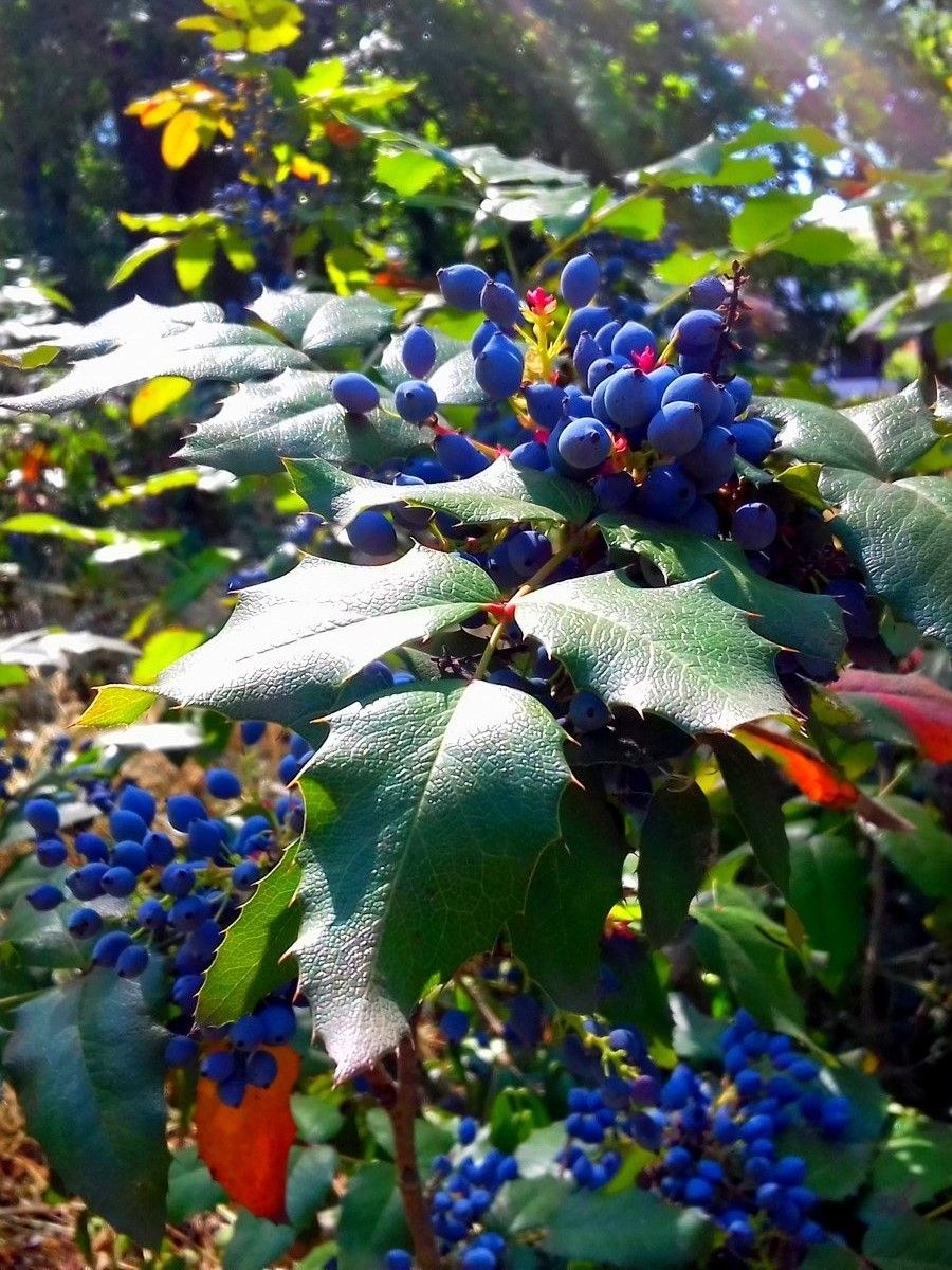 Магония поддуболистная