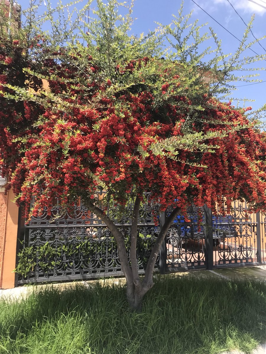 Рябина Пендула