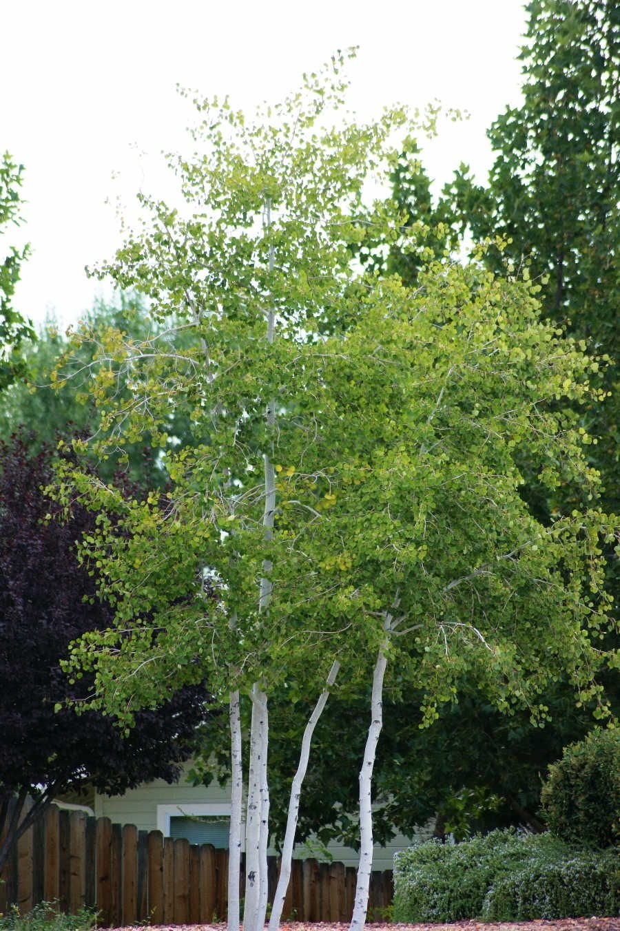 Осина в саду