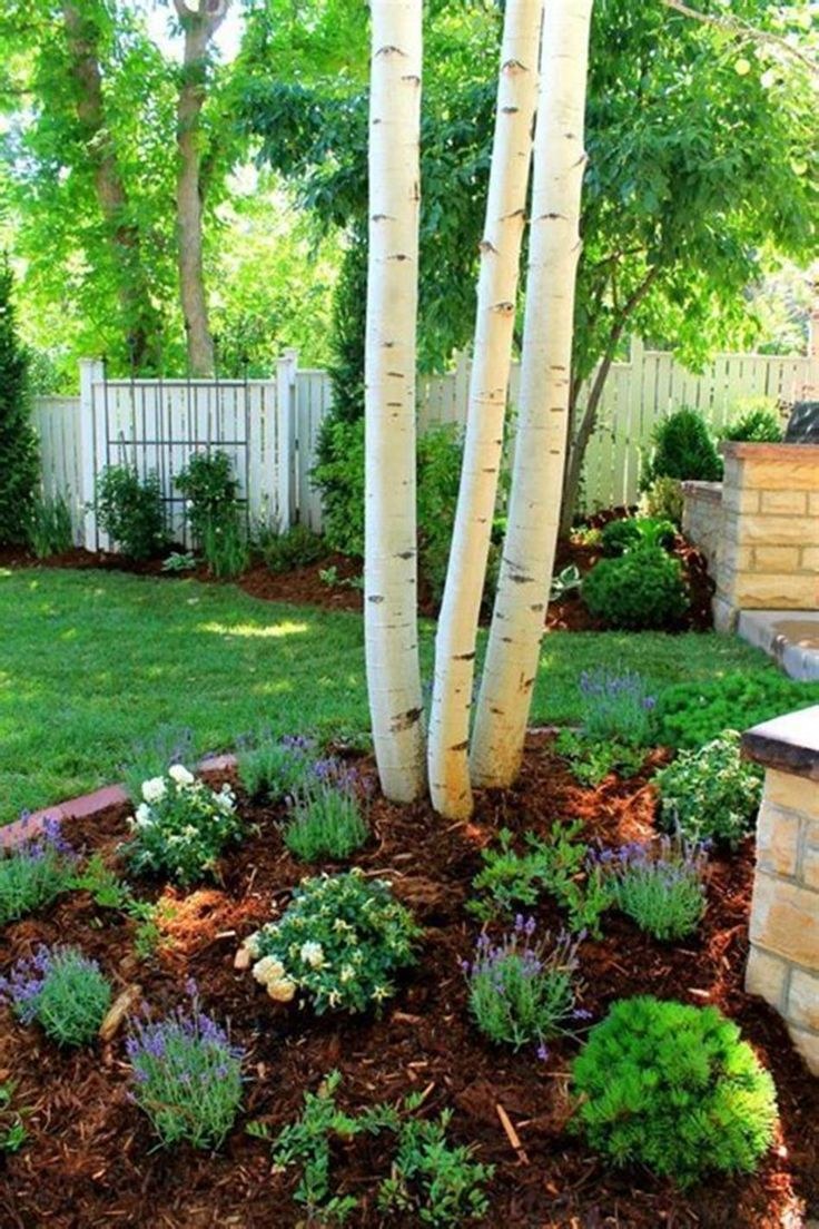 Осины на участке ландшафтный дизайн