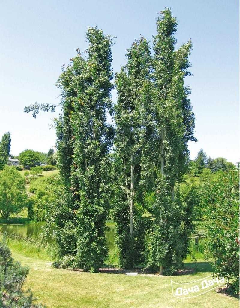 Тополь дрожащий `Эректа`, Populus tremula `erecta`