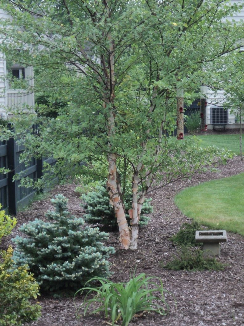 Березы на участке ландшафт