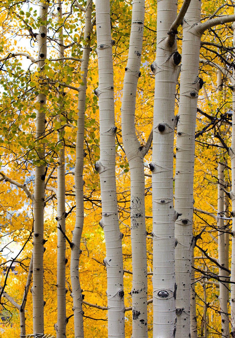 Тополь осинообразный