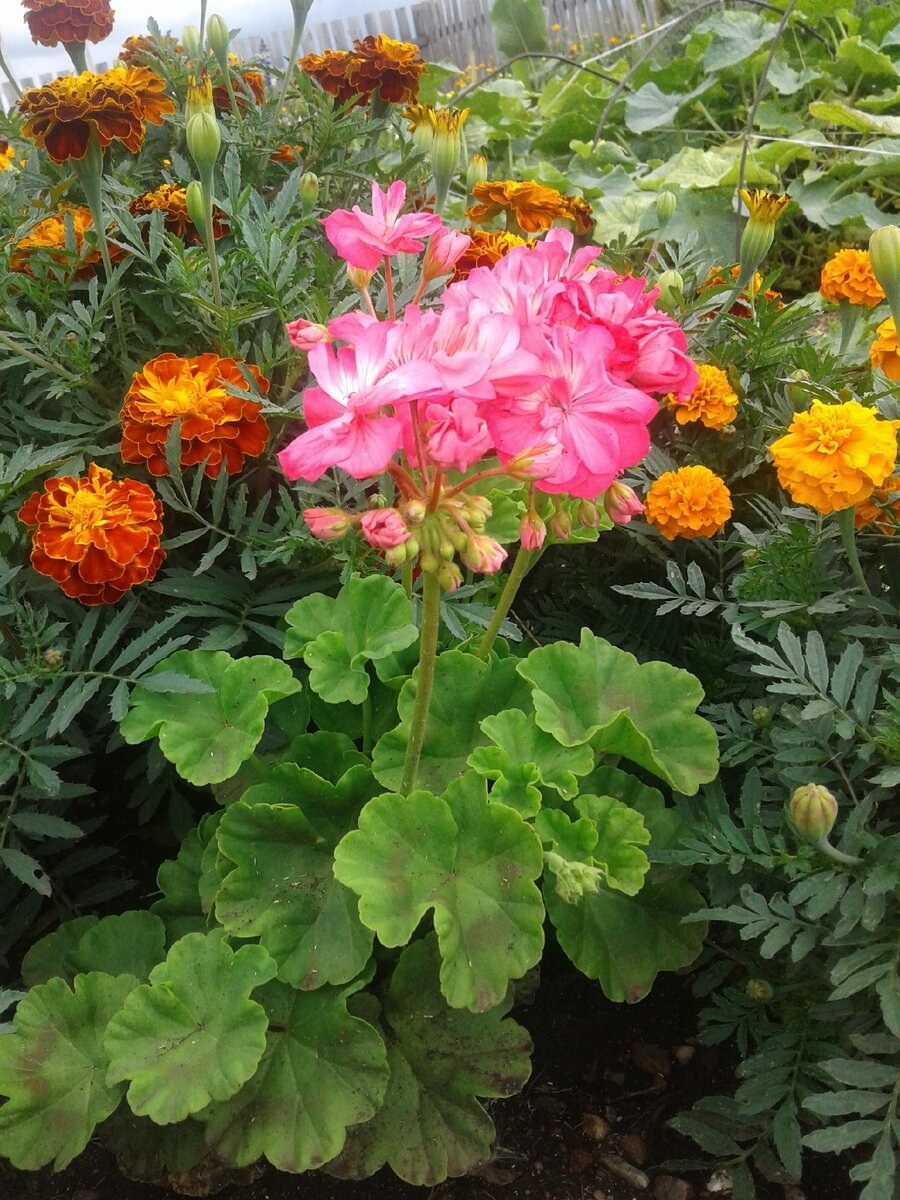 Пеларгония на клумбе