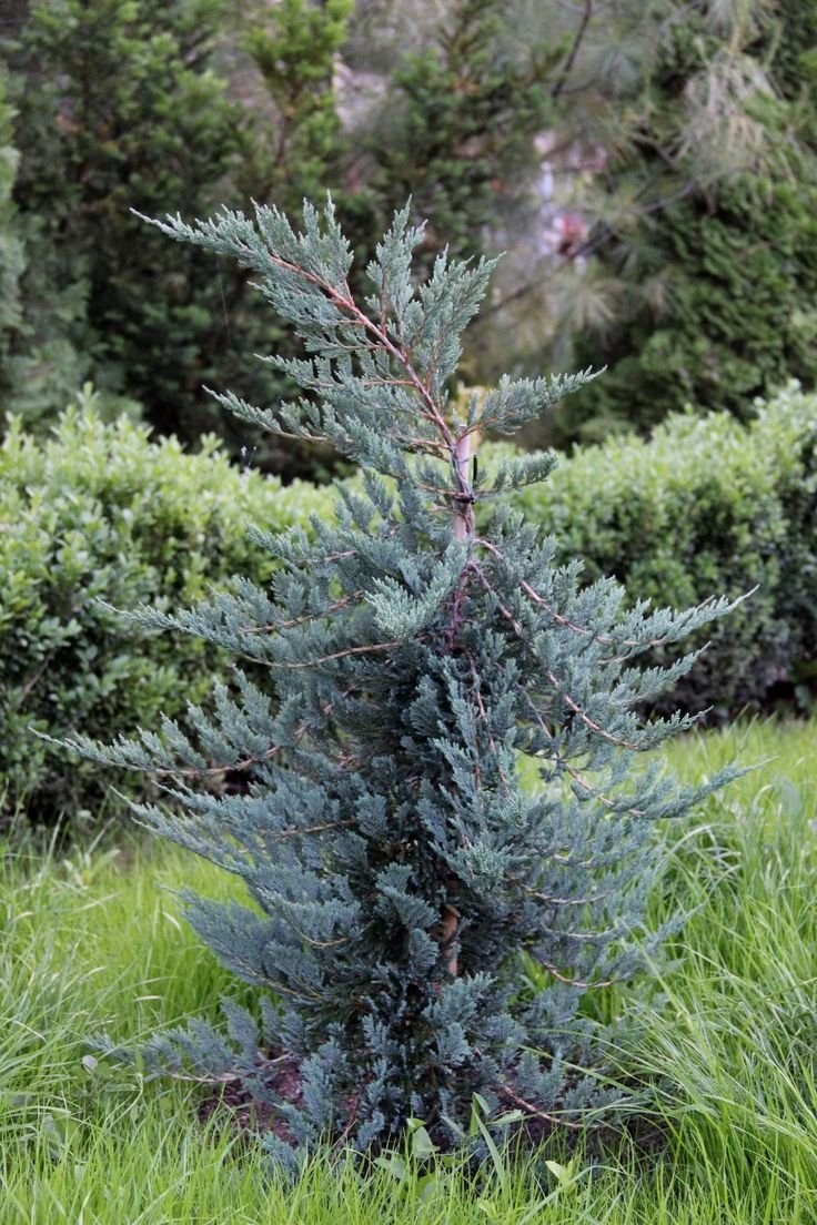 Можжевельник Блю Альпс