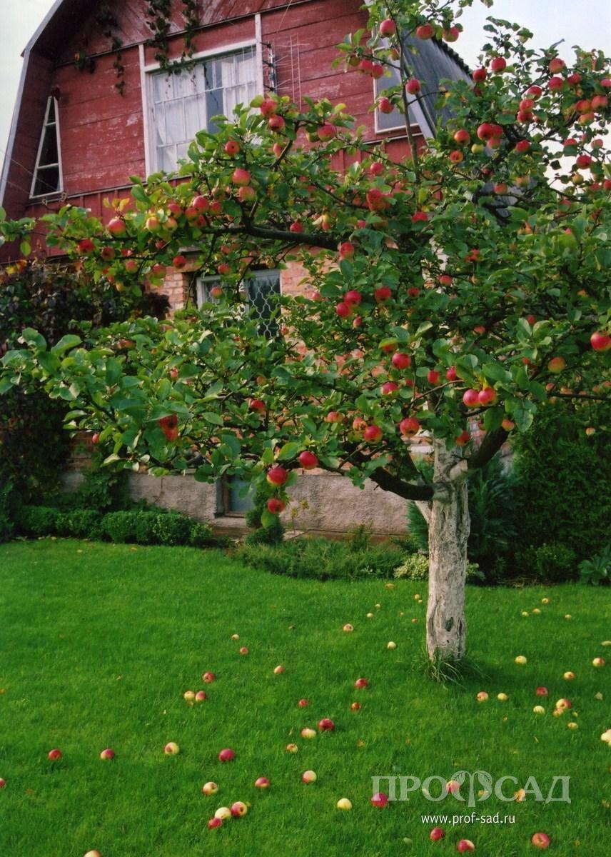Плодовые деревья на участке