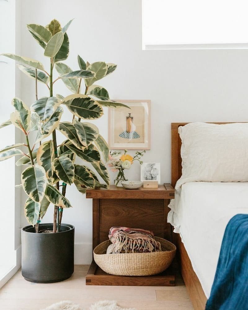 Фикус каучуконосный в интерьере