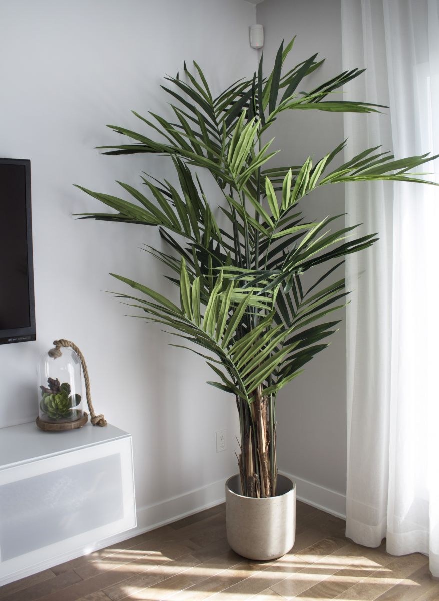 Пальма Ховея в интерьере