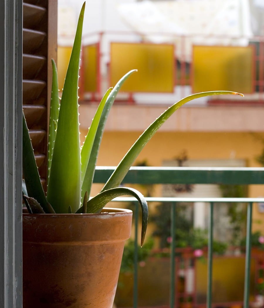 Алоэ Вера комнатное растение