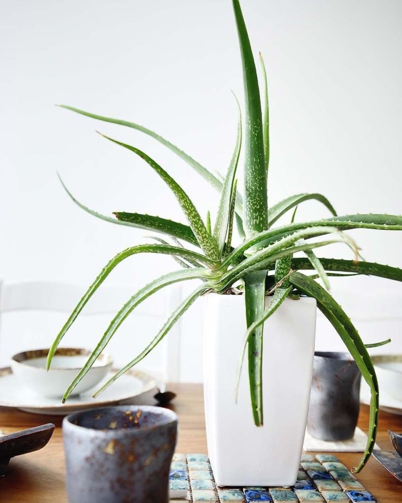 Алоэ Вера в интерьере