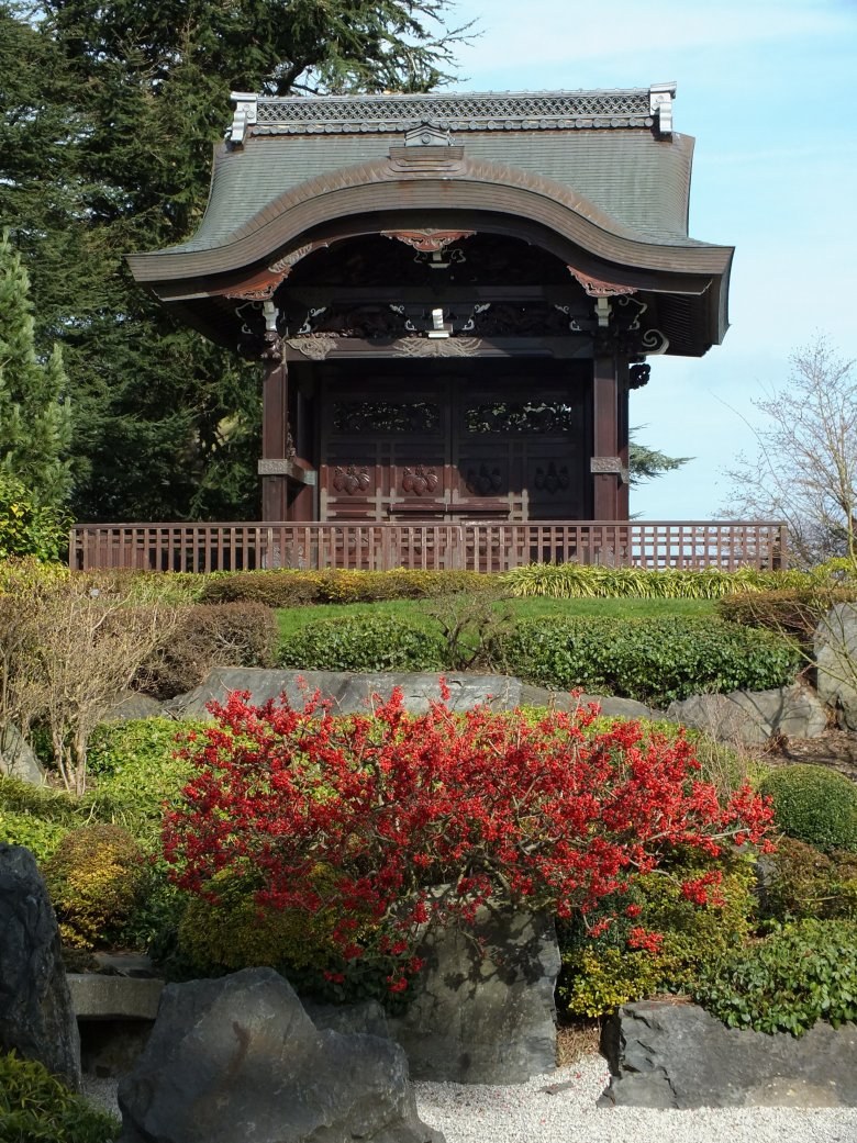 Хеномелес изгородь