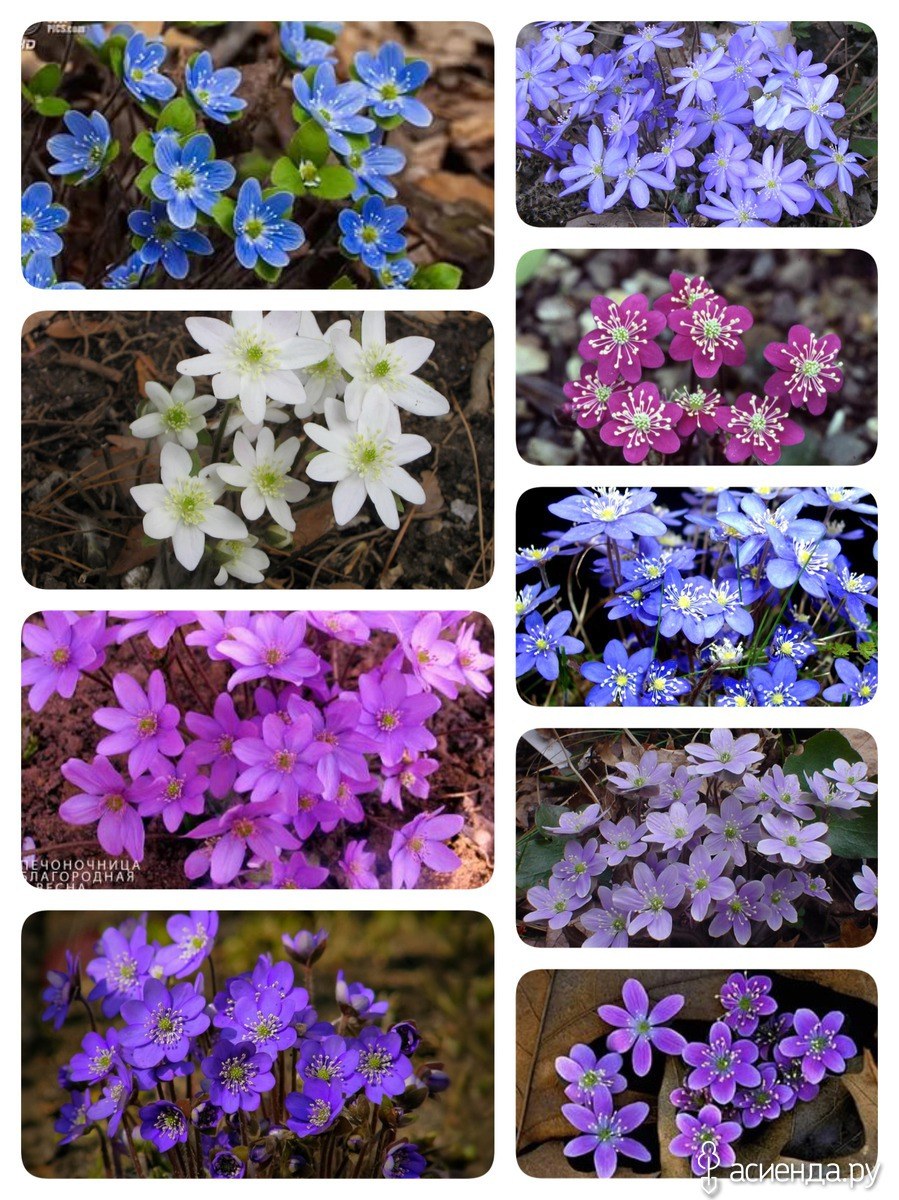 Печеночница Альба плена клумба