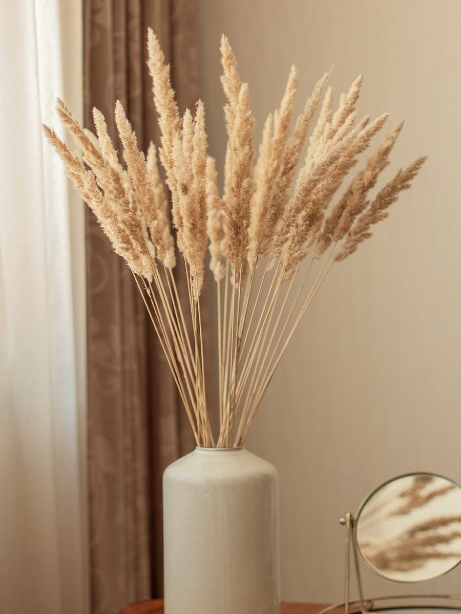 Пампас сухоцвет