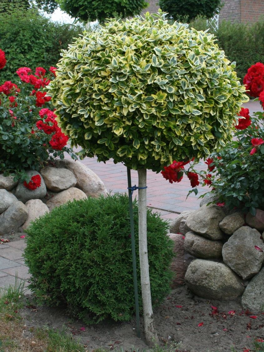 Бересклет Эмеральд Голд на штамбе