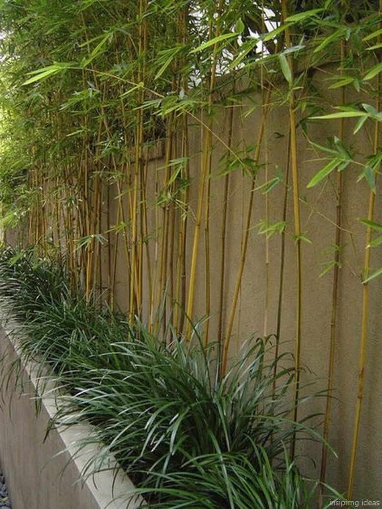 Бамбук зимостойкий Phyllostachys Aurea