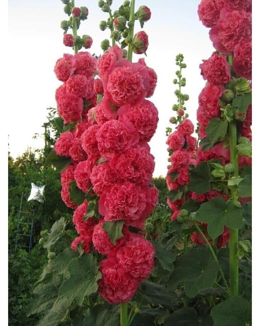 Мальва шток роза махровая