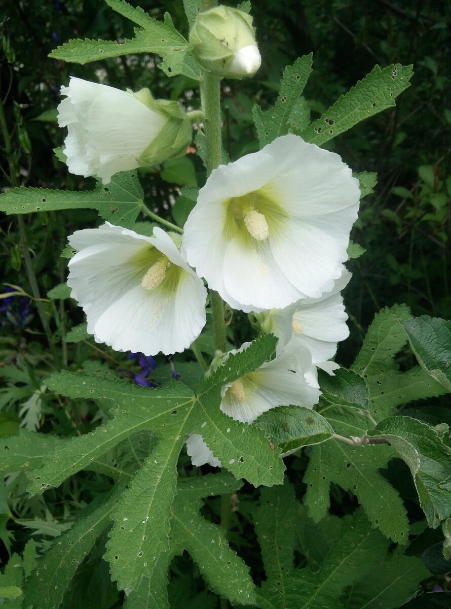 Шток роза Королевская смесь в ландшафте сада фото