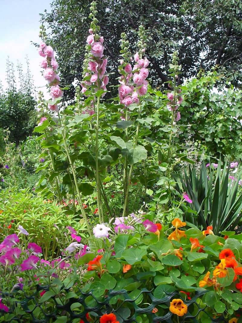 Мальва зебрина многолетняя