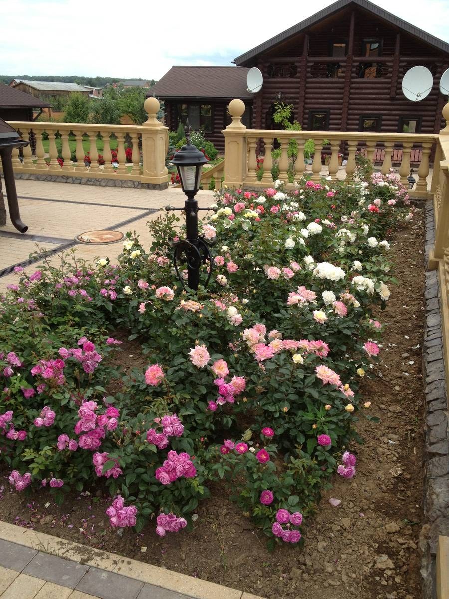 Роза почвопокровная Розариум