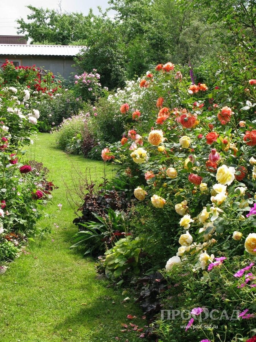 Розы Юлии Тадеуш