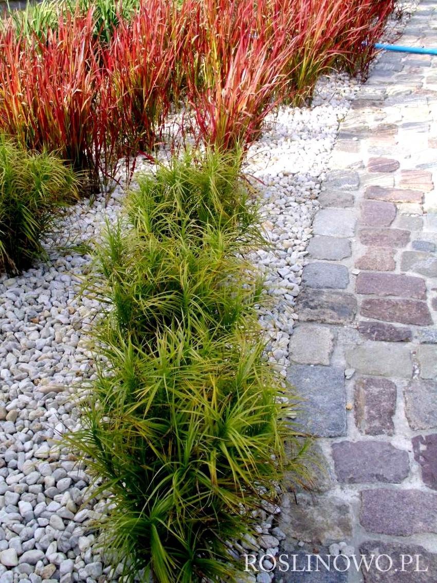 Осока пальмолистная little Midge