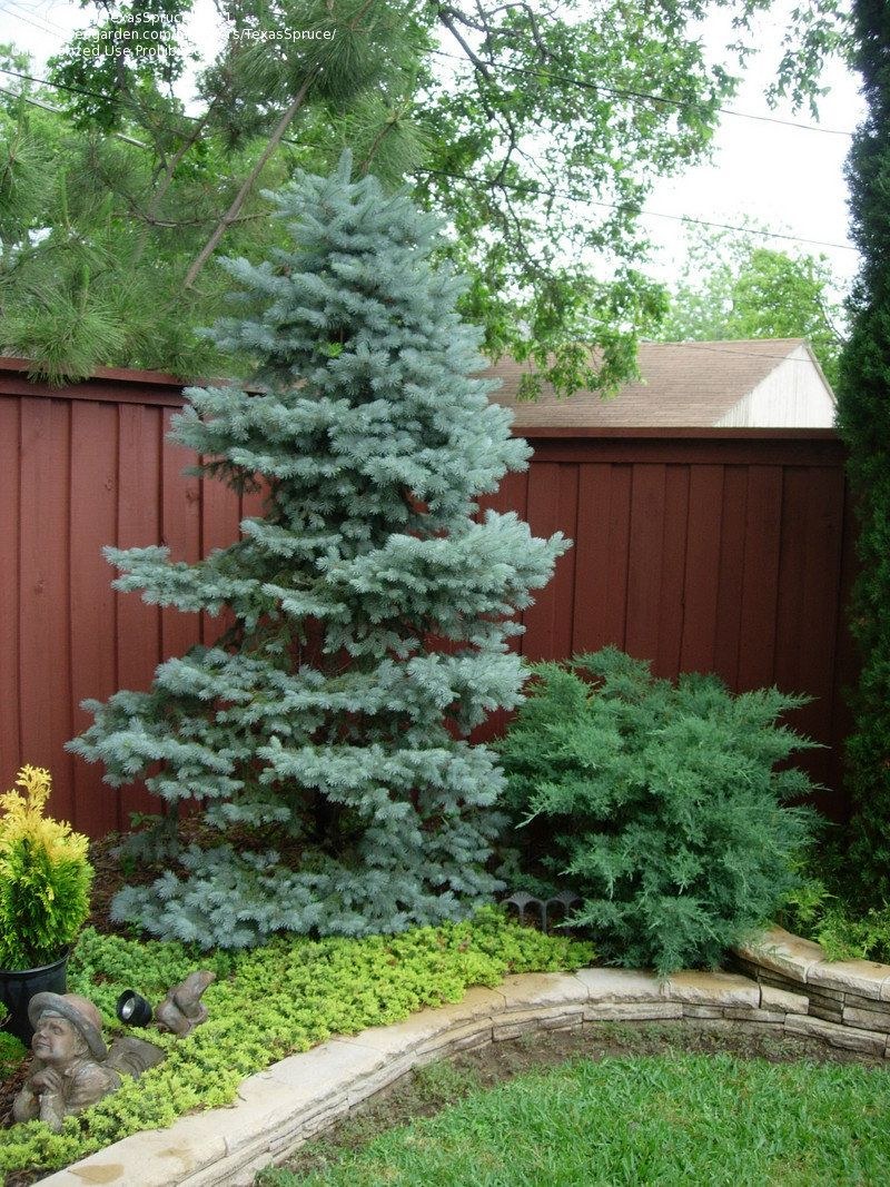 Хупси голубая ель