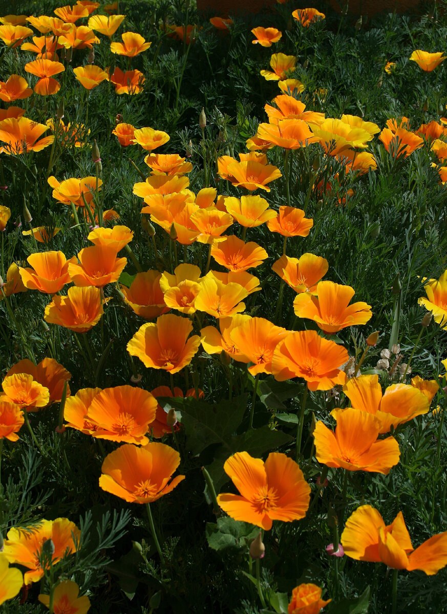 Эшшольция Земляничная Поляна