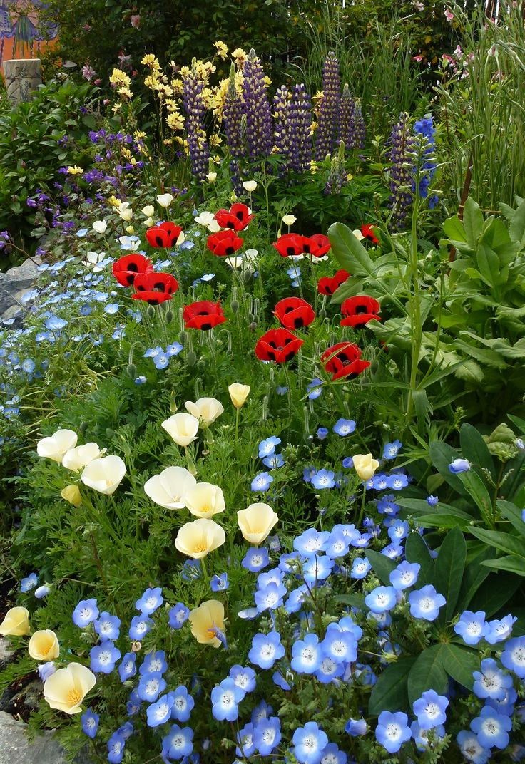 Немофила многолетник