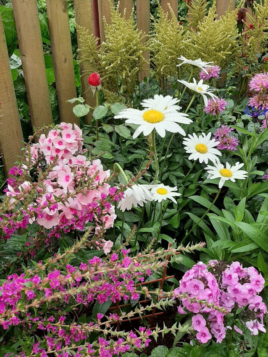 Дербенник и Лиатрис