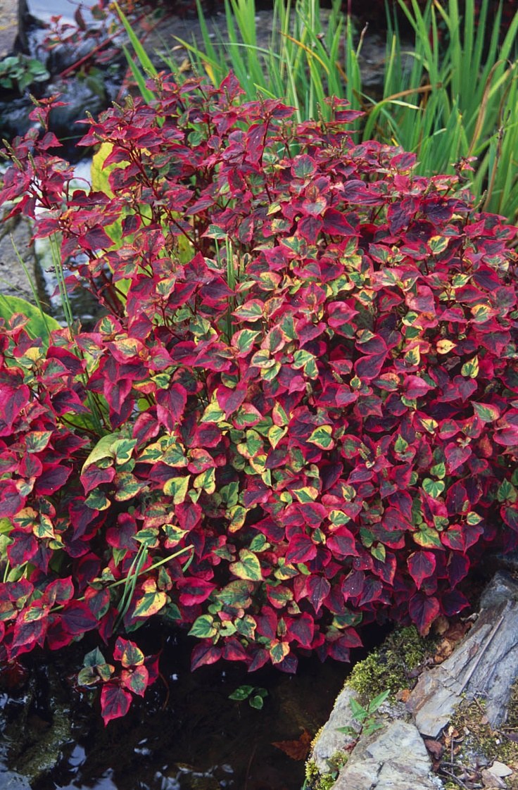 Хауттюйния Houttuynia cordata 'Chameleon'