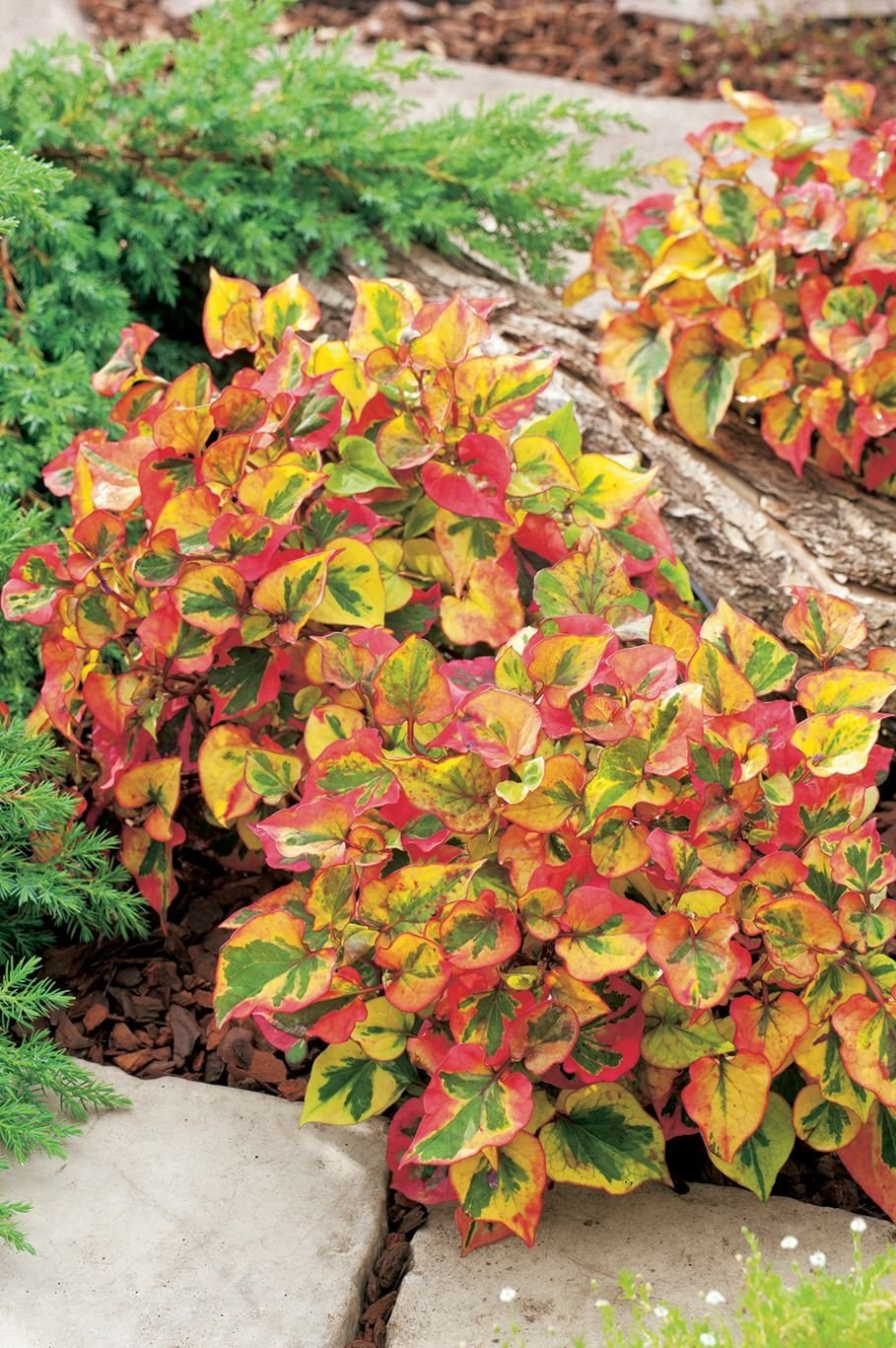 Houttuynia cordata 'Chameleon'