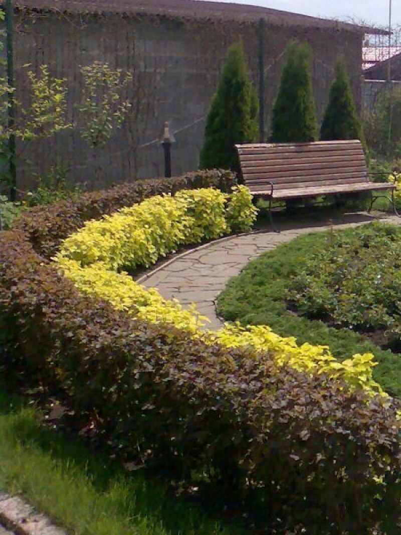 Пузыреплодник калинолистный изгородь