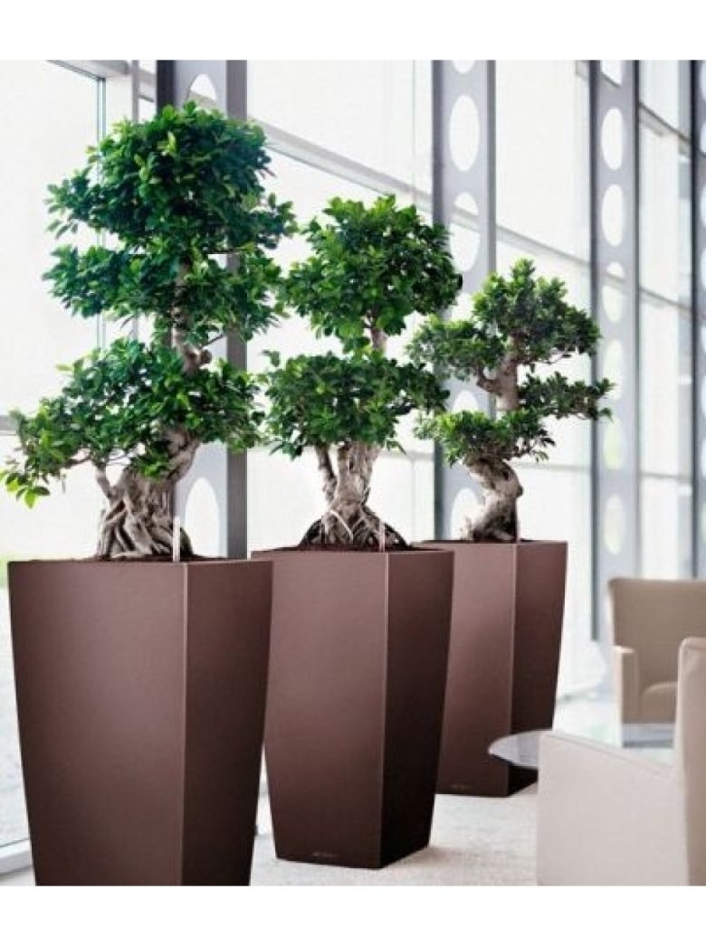 Фикус Бенджамина в квадратном горшке