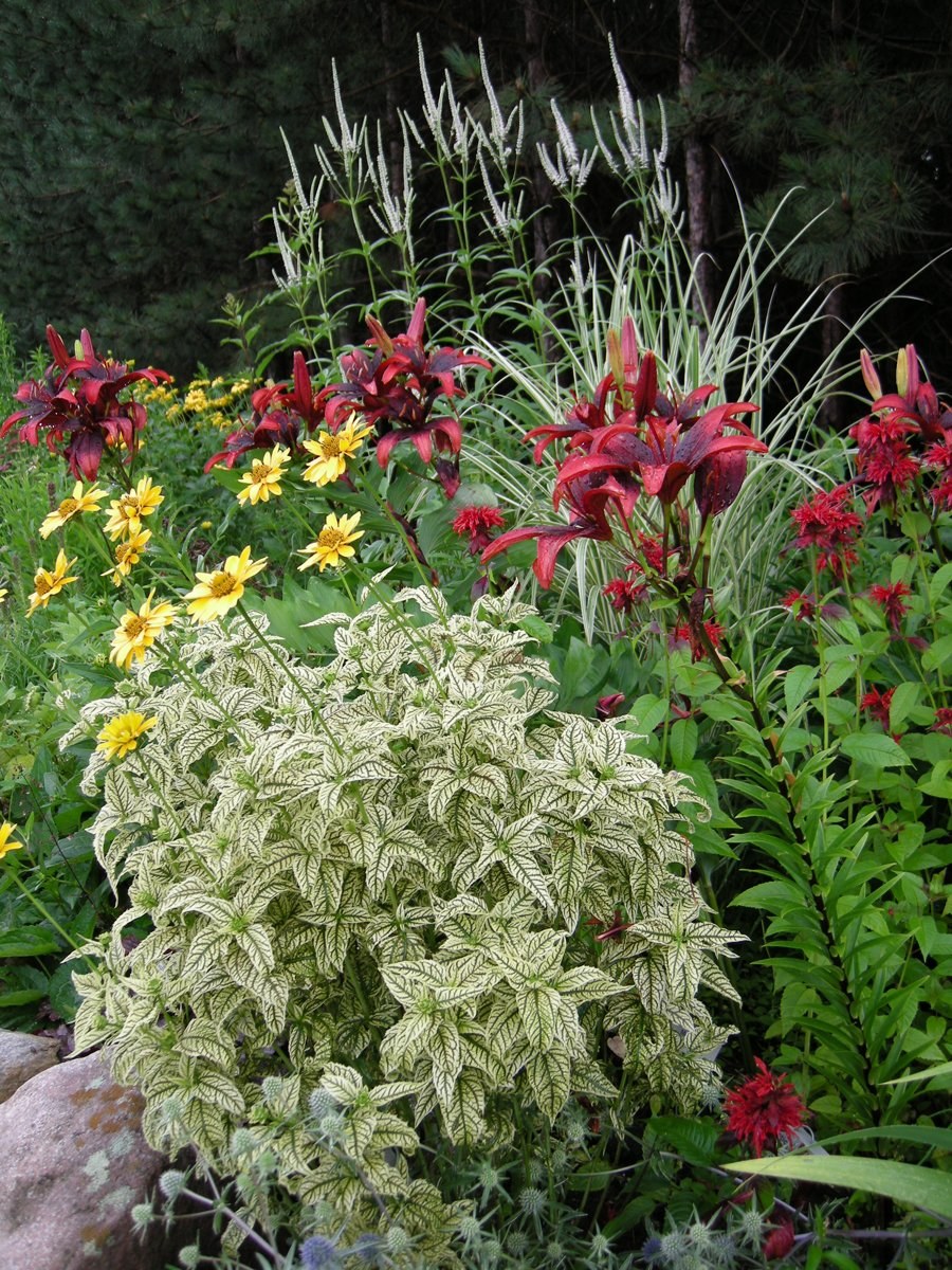 Эхинацея и монарда в цветнике