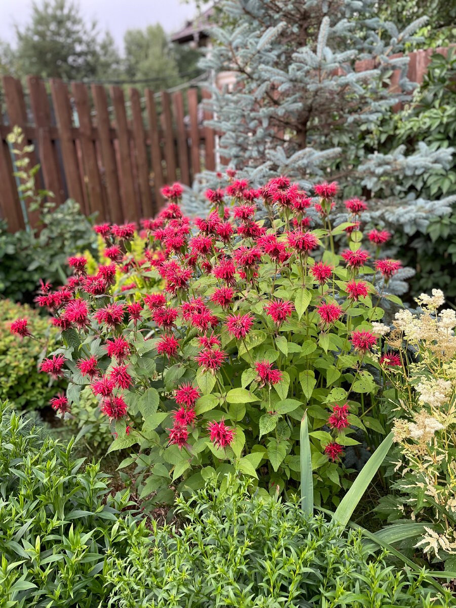 Монарда в ландшафтном дизайне с чем сочетается (52 фото)