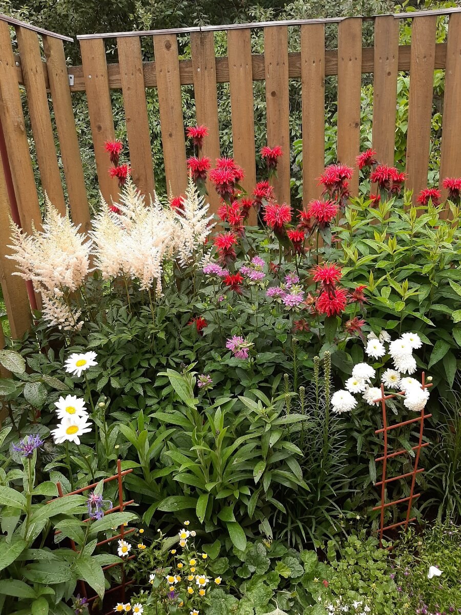 Монарда Лиатрис