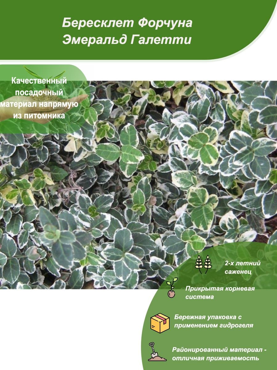 Бересклет Форчуна