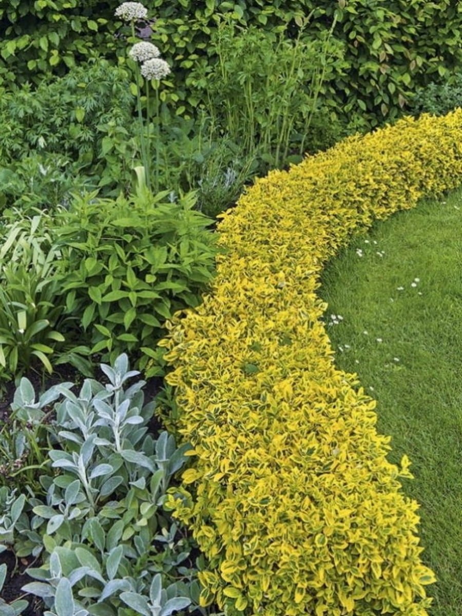 Бересклет Форчуна бордюр