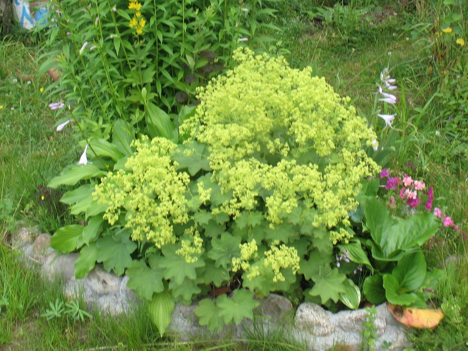 Манжетка обыкновенная в ландшафтном дизайне (63 фото) - красивые ...