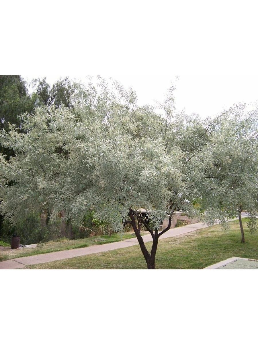 Ива лохолистная