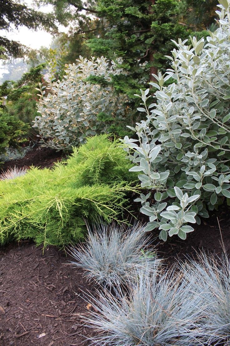 Лох серебристый в ландшафте