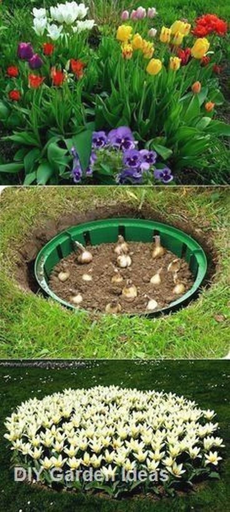 Тюльпаны в цветнике