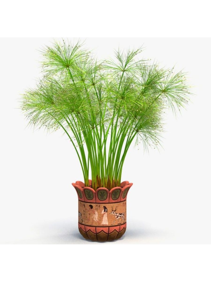 Циперус Папирус