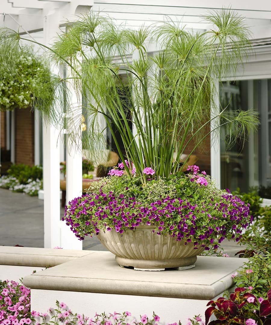 Гарден Гроув горшечные растения