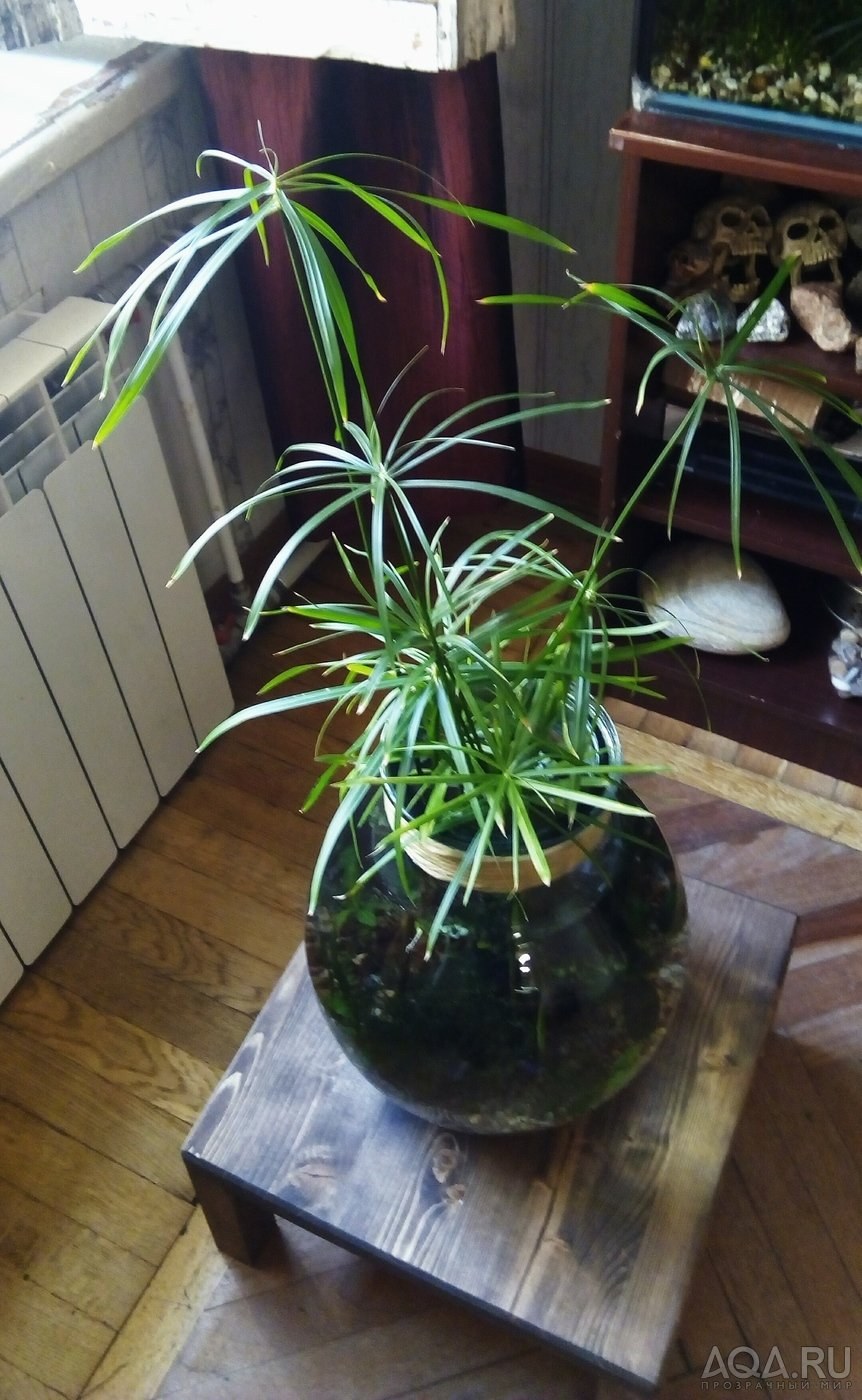 Улитка циперус